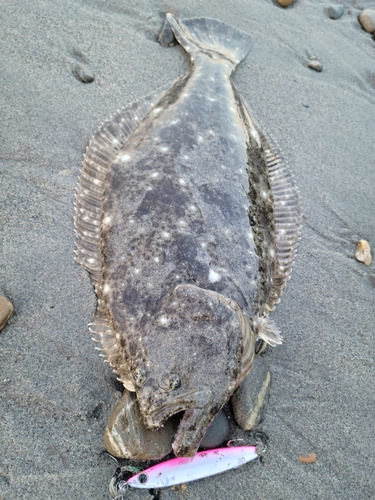 ソゲの釣果