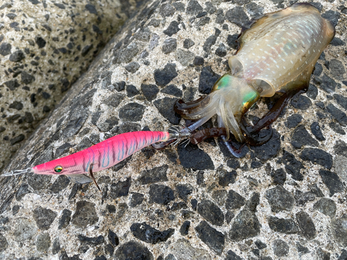 アオリイカの釣果