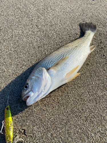 イシモチの釣果