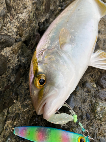 ショゴの釣果