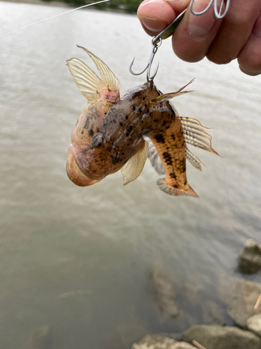 ハゼの釣果