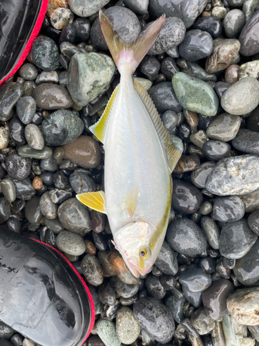 ショゴの釣果