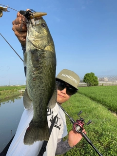 ブラックバスの釣果