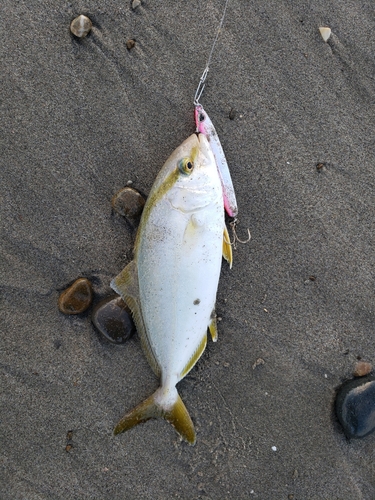 ショゴの釣果