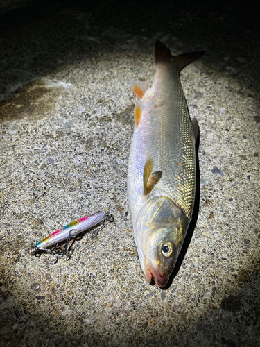 ウグイの釣果