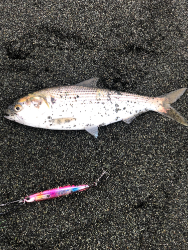 コノシロの釣果