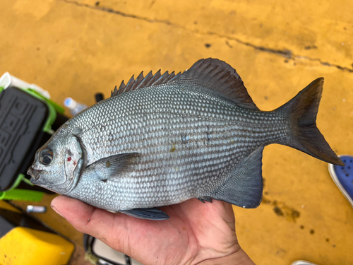 イスズミの釣果