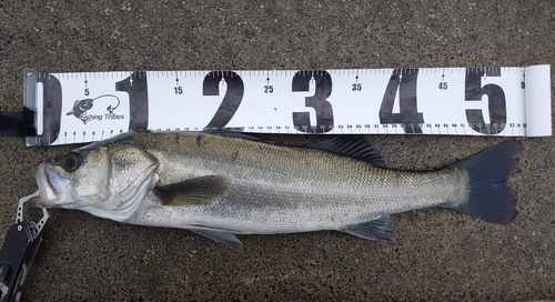 シーバスの釣果