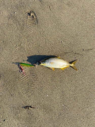 ショゴの釣果