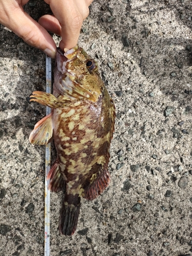 カサゴの釣果