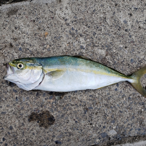 ワカシの釣果