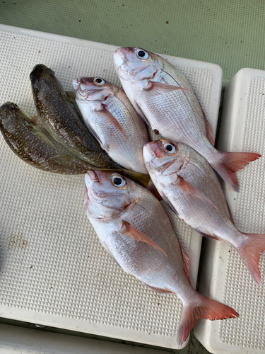 キスの釣果