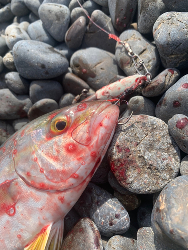 シオの釣果