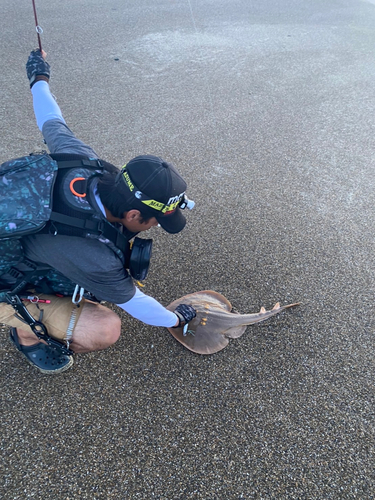 ウチワザメの釣果