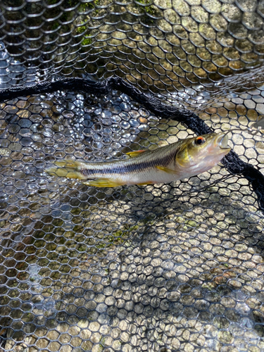 カワムツの釣果