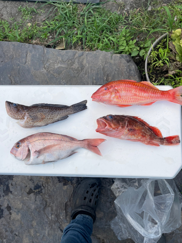 マダイの釣果