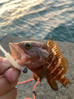 キジハタの釣果