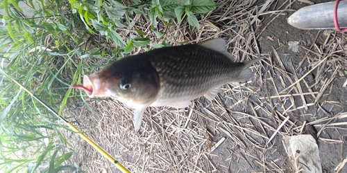 マブナの釣果