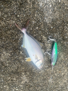 ショゴの釣果
