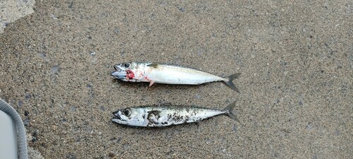 サバの釣果