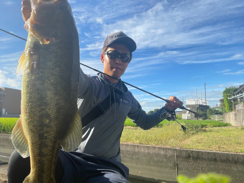 ブラックバスの釣果