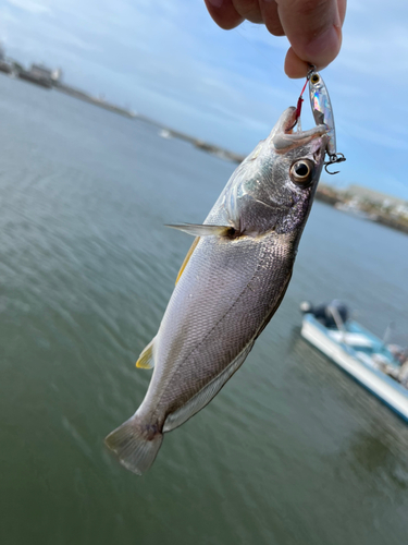 オオニベの釣果