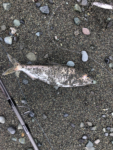 コノシロの釣果