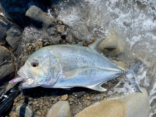 ロウニンアジの釣果