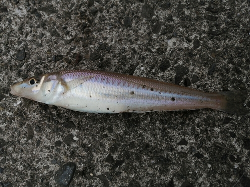 シロギスの釣果