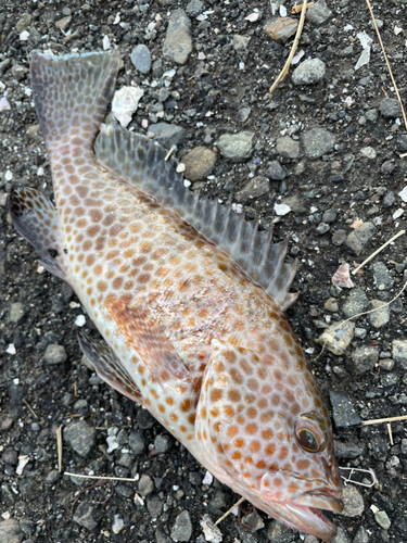 オオモンハタの釣果