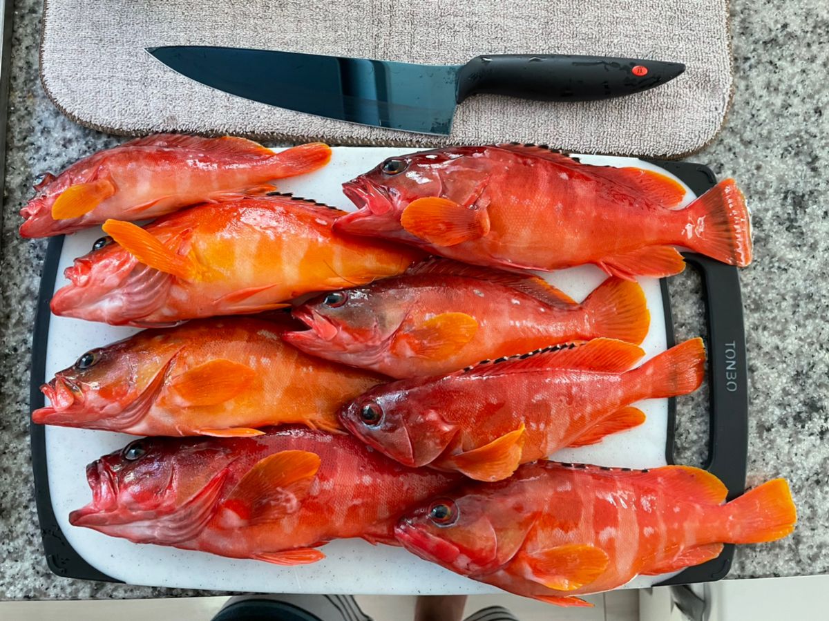 ヒグヒグさんの釣果 1枚目の画像