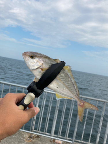 ネリゴの釣果