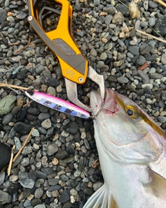 ショゴの釣果