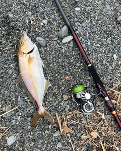 ショゴの釣果