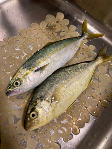 ワカシの釣果