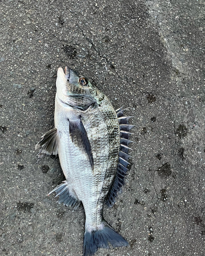 クロダイの釣果