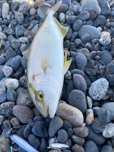 ショゴの釣果