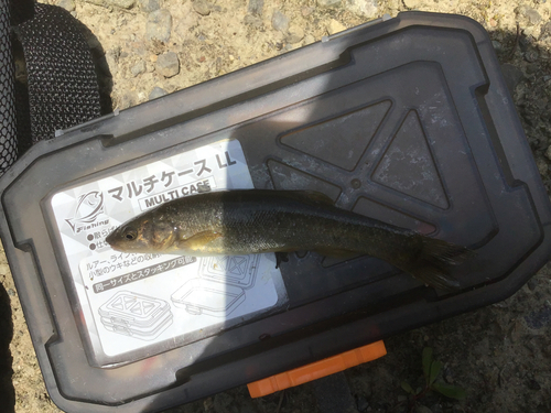 タカハヤの釣果