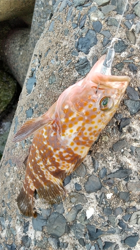 キジハタの釣果