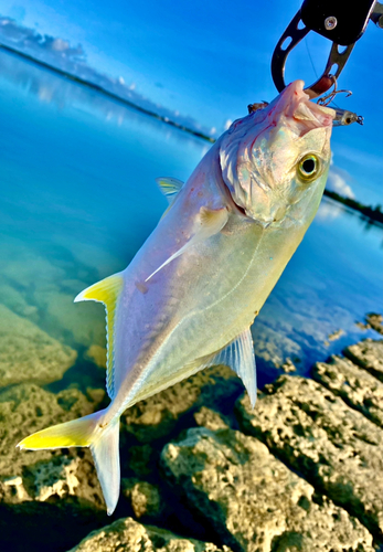 オニヒラアジの釣果