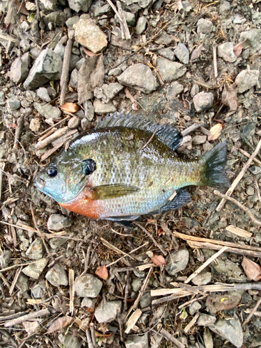 ブルーギルの釣果