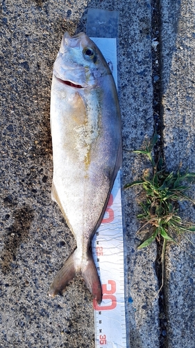 ショゴの釣果