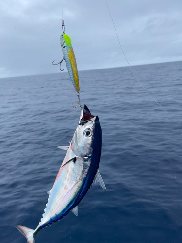 カツオの釣果