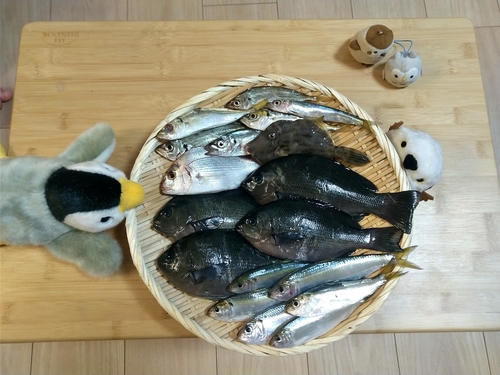 グレの釣果