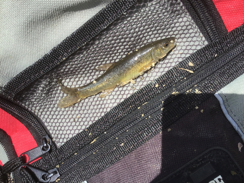 タカハヤの釣果