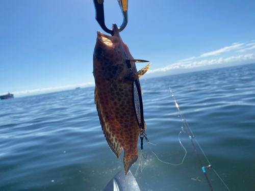 オオモンハタの釣果