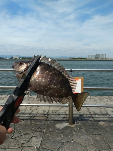 アイゴの釣果