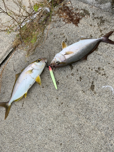 ショゴの釣果