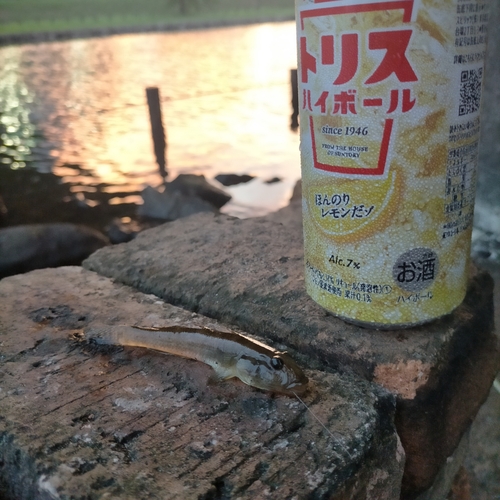 ハゼの釣果