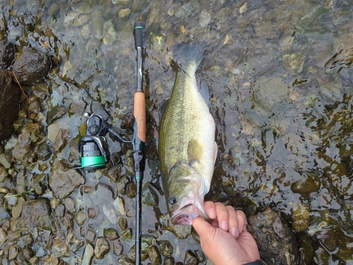 ラージマウスバスの釣果